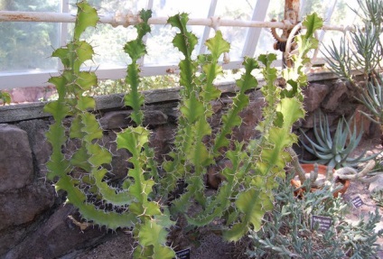 Descrierea Euphorbia sau Euphorbia a speciilor populare (fotografii și nume)