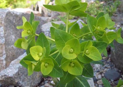 Descrierea Euphorbia sau Euphorbia a speciilor populare (fotografii și nume)