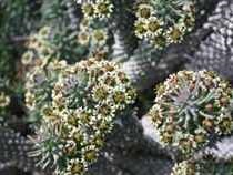 Euphorbia varietate de specii de casă de lapte de uz casnic de plante de interior