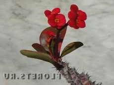 Euphorbia fajok sokféleségének spurges otthon szobanövények