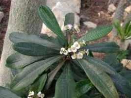 Euphorbia varietate de specii de casă de lapte la domiciliu de plante de interior