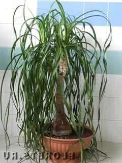 Euphorbia varietate de specii de casă de lapte de uz casnic de plante de interior
