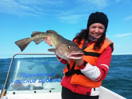 Pescuitul marin în Marea Barents! Capturarea de cod, cambulă, halibut ..., pescuit în Marea Barents -