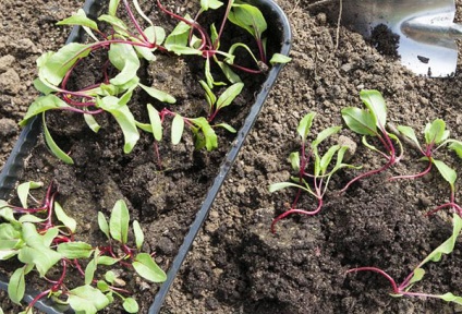 Este posibil să planteze sfeclă în iunie și ce ar trebui să fie luată în considerare la plantare?