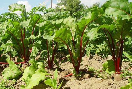 Este posibil să planteze sfeclă în iunie și ce ar trebui să fie luată în considerare la plantare?