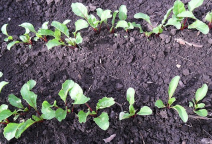 Este posibil să planteze sfeclă în iunie și ce ar trebui să fie luată în considerare la plantare?