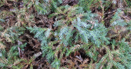 Juniper virgin este cel mai bun soi, caracteristici de plantare și de îngrijire