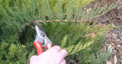 Juniper virgin este cel mai bun soi, caracteristici de plantare și de îngrijire