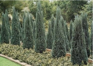 Juniperus virginiana leírás, mezőgazdasági és gondozás