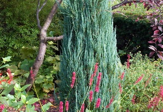 Juniperus Virginiana описание, клас, снимки, съвети за засяване и грижи