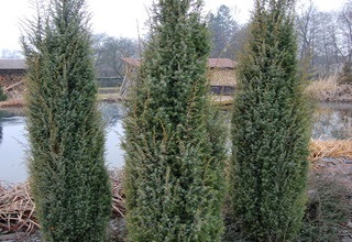 Juniperus Virginiana описание, клас, снимки, съвети за засяване и грижи