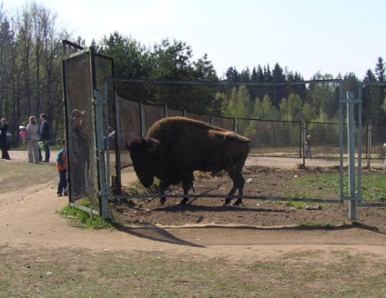 M în oraș, bizon în tocsovo