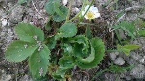 Pe plante, ca în cazul în care apare sare, cum să facem față acestei nenorociri, grădina mea de flori!