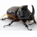 Insect () 7 litere - căutarea cuvintelor prin mască și definiție, răspunsuri la scanwords