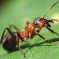 Insect () 7 litere - căutarea cuvintelor prin mască și definiție, răspunsuri la scanwords