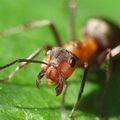 Insect () 7 litere - căutarea cuvintelor prin mască și definiție, răspunsuri la scanwords