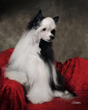 Pufurile noastre de Pulbere frumoase - pepinieră chineză Crested Dog vittoria dell amore