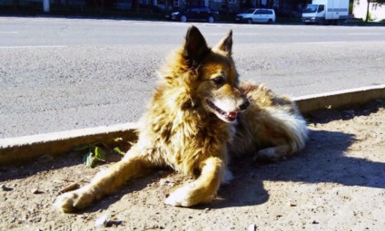 Chemat - Komsomol Khachiko - câinele a murit în Teritoriul Khabarovsk după sosirea mașinii