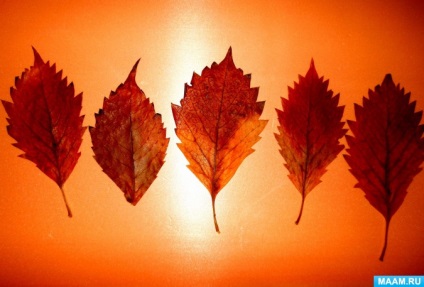 Szokatlan színek az őszi levelek glicerin