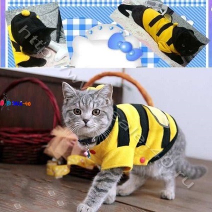 Szokatlan méh jelmez egy macska vagy macska macskák méh