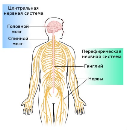 Sistemul nervos uman - ce este?