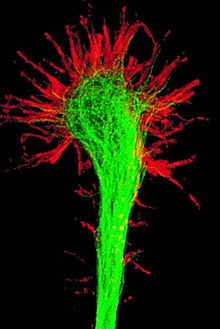 Neuron - dezvoltarea și dezvoltarea unui neuron