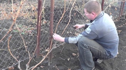 Struguri de struguri în toamnă pentru începători