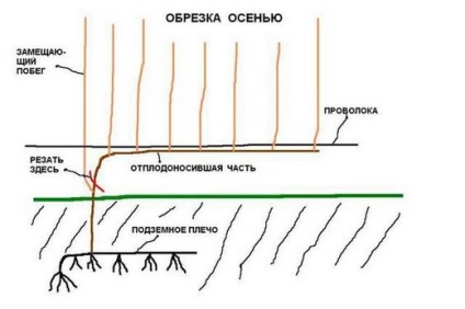 Metszés szőlőt tavasszal, nyáron és ősszel a kezdők számára - rajz, fotó és videó