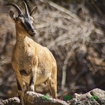 Privire de ansamblu a caprelor sălbatice, descrierea acestora, videoclipuri și fotografii