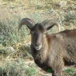 Privire de ansamblu a caprelor sălbatice, descrierea acestora, videoclipuri și fotografii