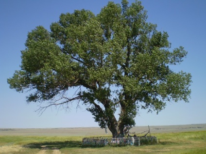 Lone nyár - jelképe Kalmykia