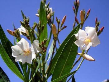 Oleander - frumusețe și aromă divină