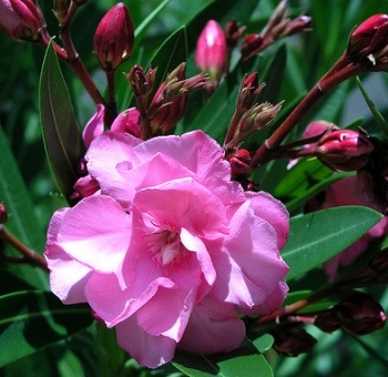 Oleander - frumusețe și aromă divină