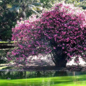 Oleander - frumusețe și aromă divină