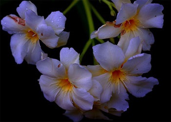 Oleander - frumusețe și aromă divină