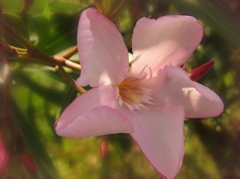 Oleander - frumusețe și aromă divină