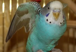 Onkológiai betegség papagájok - női libjob magazin (Nők Tanácsa Library)