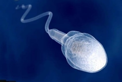 Fertilizarea ovulului cu un spermatozoid, precum și timpul în care are loc fuziunea