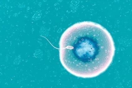 Fertilizarea ovulului cu un spermatozoid, precum și timpul în care are loc fuziunea