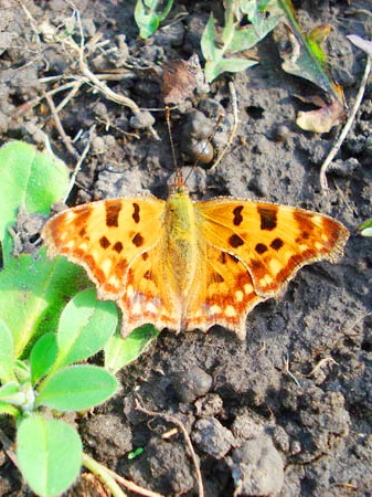 Fluture portocaliu (lyumyla kulagina)