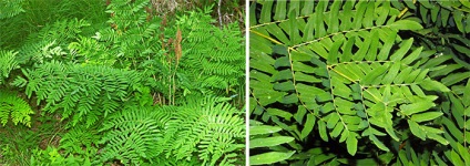 Osmunda - cultivarea și îngrijirea