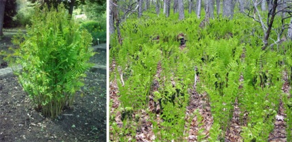 Osmunda - cultivarea și îngrijirea