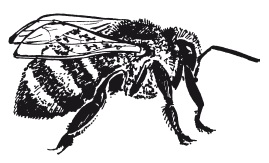 Az orosz méhek fő fajtái