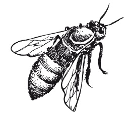 Major orosz fajta méhek