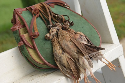 Caracteristici de vânătoare de câini naționale, păsări de curte, două trunchiuri