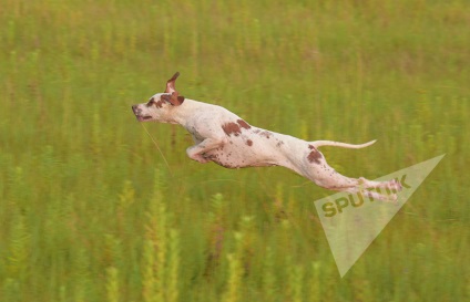 Caracteristici de vânătoare de câini naționale, păsări de curte, două trunchiuri