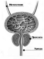 Caracteristicile îndepărtării prostatei și consecințele negative asupra sănătății masculine