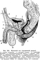 Caracteristicile îndepărtării prostatei și consecințele negative asupra sănătății masculine