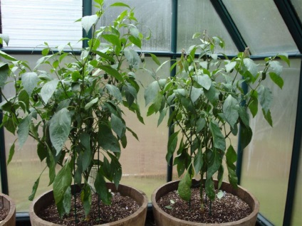 Hot ardei jalapeno cultivat acasă - articol de la utilizatorul clubului