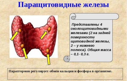 Diferența dintre hormoni și enzime este mecanismul de acțiune